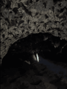 Asombrosa cueva urbana de maternidad de murciélagos en la Universidad del Caribe