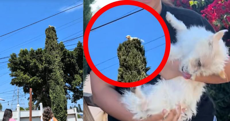 PERRITO
