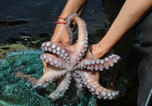Pulpo maya, una joya marina y mexicana con mucha inteligencia 