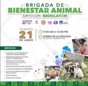 Perros y gatos en Puerto Morelos 7