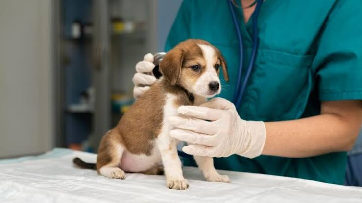 Atención veterinaria en Puerto Morelos