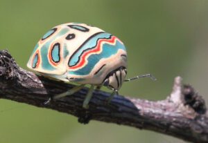Picasso Bug
