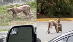Puma es captado cazando un gato en calle de Monterrey