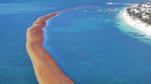 Semarnat Sargazo Quintana Roo 1