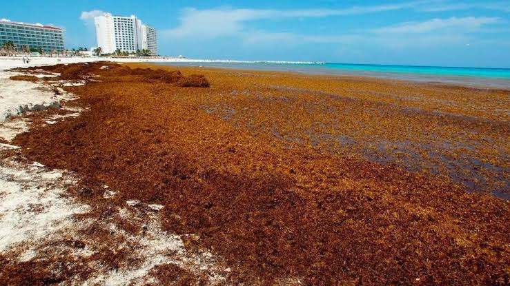 Semarnat Sargazo en Quintana Roo