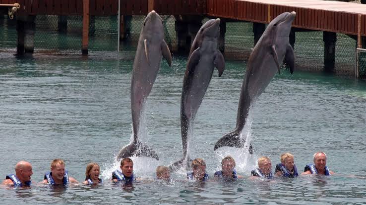 Senado prohíbe espectáculos de animales marinos