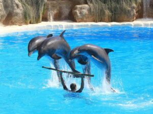 Senado prohibe espectaculos de animales marinos 3