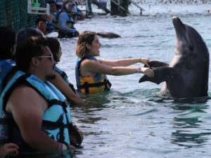 Senado prohibe espectaculos de animales marinos 45