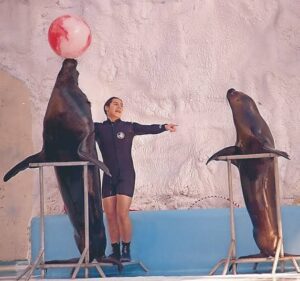 Senado prohibe espectaculos de animales marinos 88