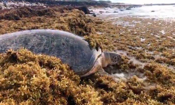 Tortugas Marinas en Mahahual