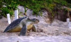 Tortugas Marinas en Mahahual 1