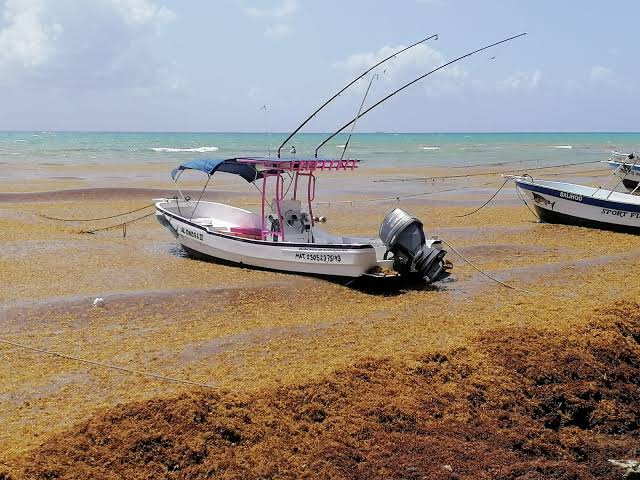 Tours en Playa del Carmen sargazo