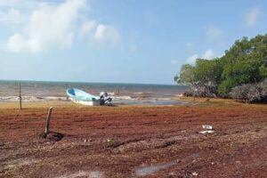 Tours en Playa del Carmen sargazo 2