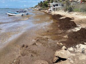 Tours en Playa del Carmen sargazo 8
