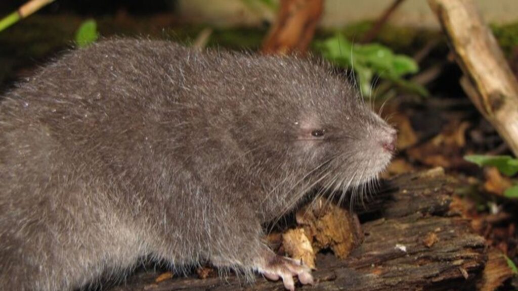 Santuario en Perú revela nueva especie de roedor