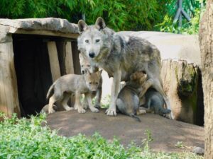 Nacen 4 ejemplares de lobo mexicano, especie en peligro de extinción