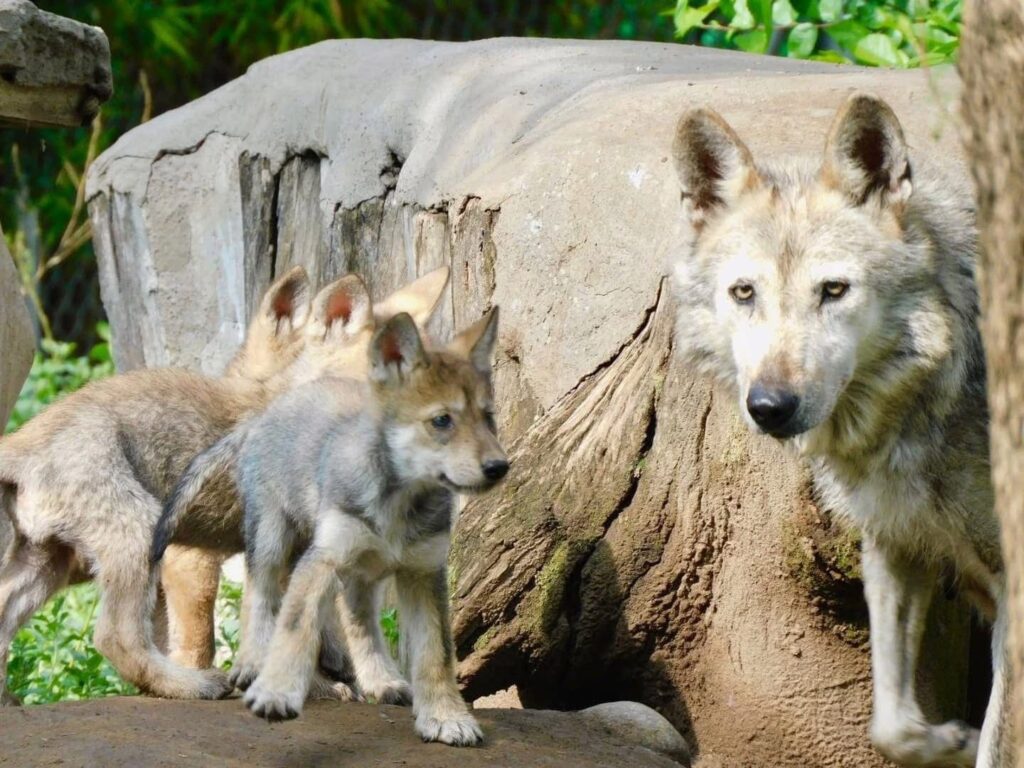 Nacen 4 ejemplares de lobo mexicano, especie en peligro de extinción