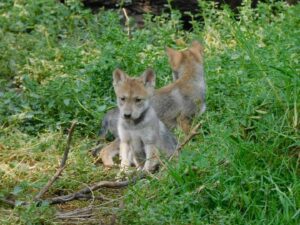 Nacen 4 ejemplares de lobo mexicano, especie en peligro de extinción