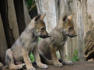 Nacen 4 ejemplares de lobo mexicano, especie en peligro de extinción