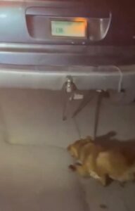 Hombre arrastra a perrito con su camioneta por varias calles 