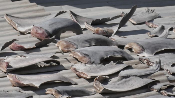 Profepa asegura más de 2 toneladas de aletas de tiburón en Ensenada