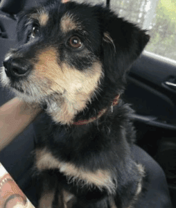 Blacky, perrito al que le robaron su cobija en Iztapalapa ya fue adoptado