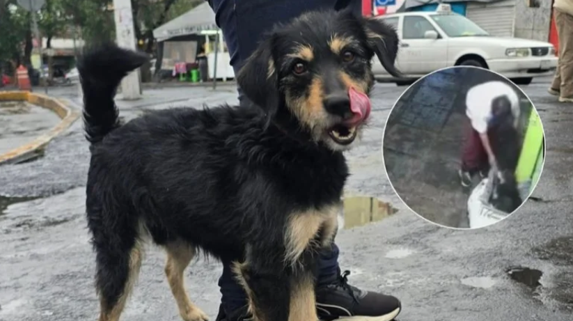 Blacky, perrito al que le robaron su cobija en Iztapalapa ya fue adoptado