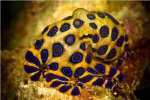 Pulpo de anillos azules, la joya tóxica del océano Pacífico