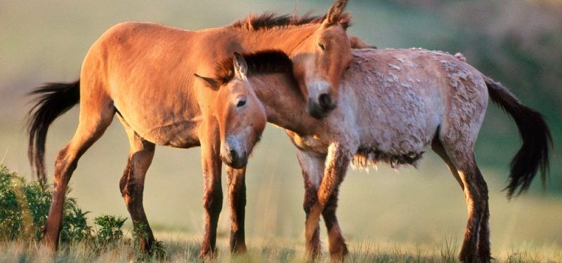 El caballo salvaje que volvió del olvido: China repuebla el desierto de Gobi con éxito