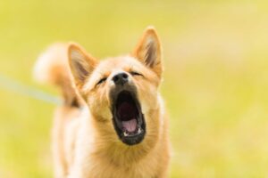 Multa de 4500 pesos a dueños de perros que ladren mucho 