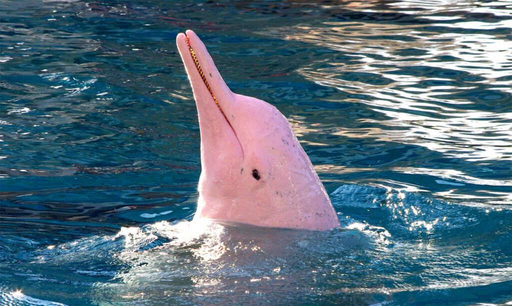 Rescatan a 27 delfines rosados atrapados por la sequía en Bolivia