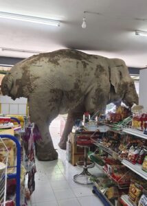 Elefante ataca tienda por estar hambriento