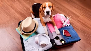¿Cuánto cuesta viajar en avión con tu mascota? 