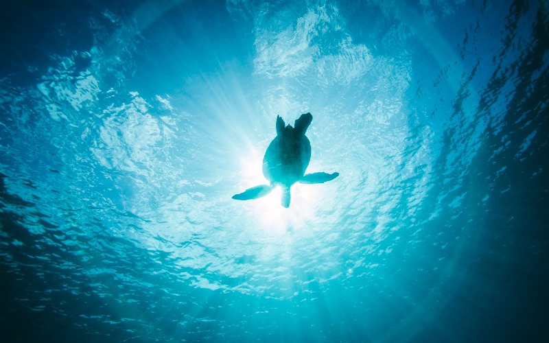 Día Mundial de los Océanos: ¿Por qué el mar es vital para la vida en la Tierra?