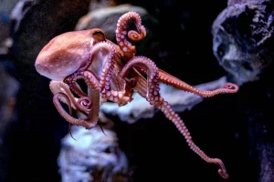 Pulpo maya, una joya marina y mexicana con mucha inteligencia 