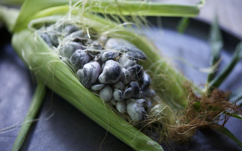 ¿Qué es el huitlacoche y cuáles son sus beneficios para la salud?