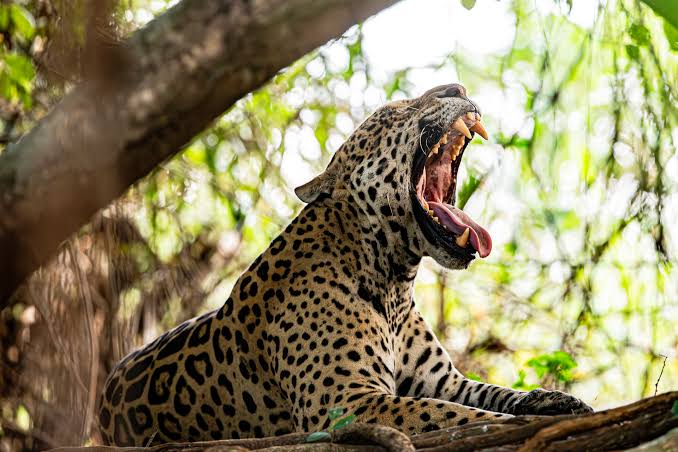 Yaguareté en peligro: Bajan los ejemplares en la Selva Misionera y preocupa a expertos