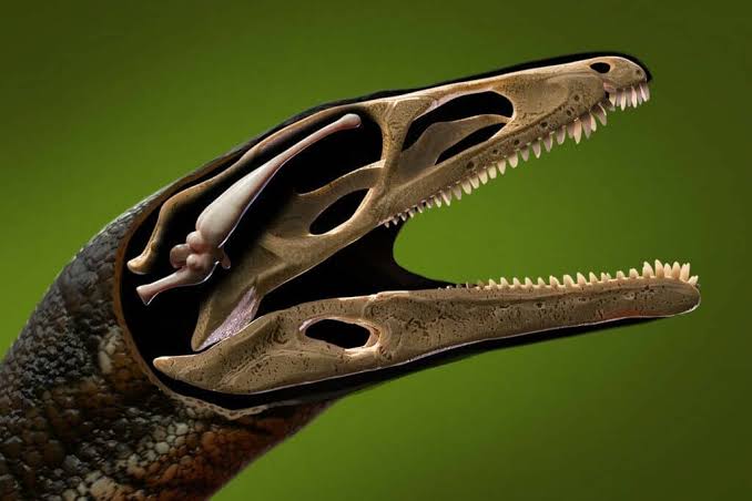 Científicos reconstruyen el cerebro de un dinosaurio gigante y revelan claves de su evolución sensorial