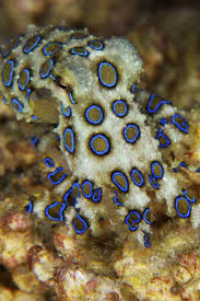 Pulpo de anillos azules, la joya tóxica del océano Pacífico