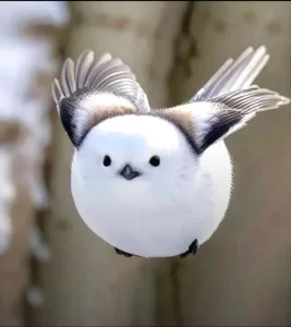 japanese snow fairy shima enaga v0 lj5okneomf5e1