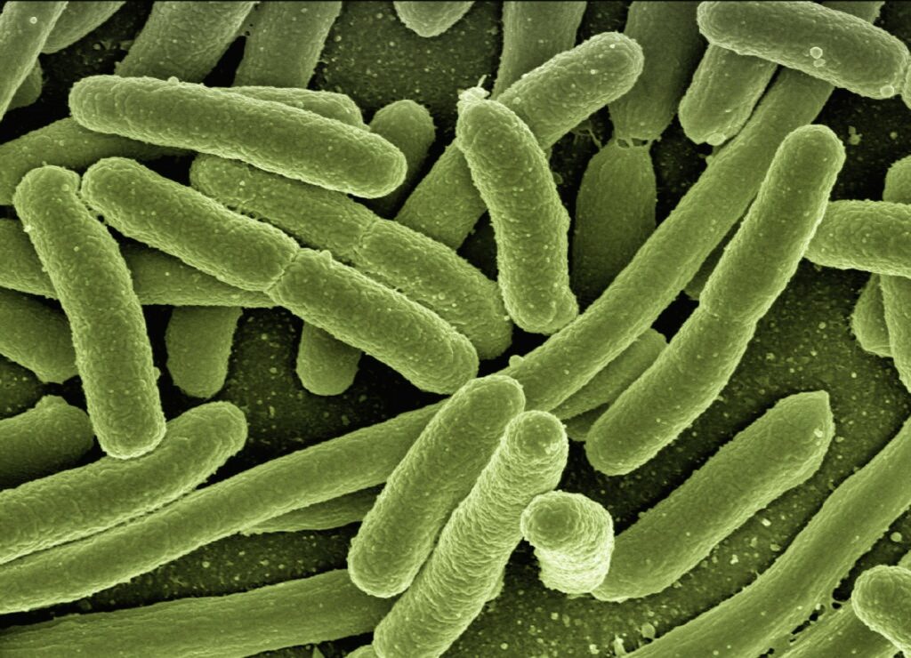 Científicos crean una reserva mundial de microbios con miles de muestras de heces