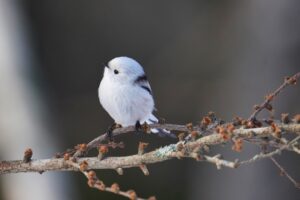 long tailed tit japan 7