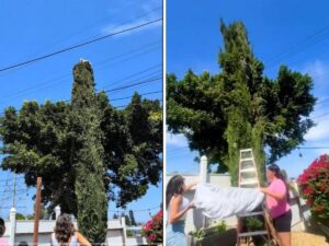 Perrito se sube a la punta de un árbol y piden auxilio para bajarlo