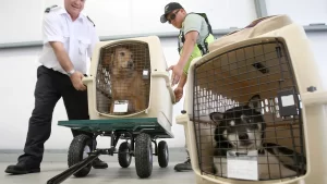 ¿Cuánto cuesta viajar en avión con tu mascota? 