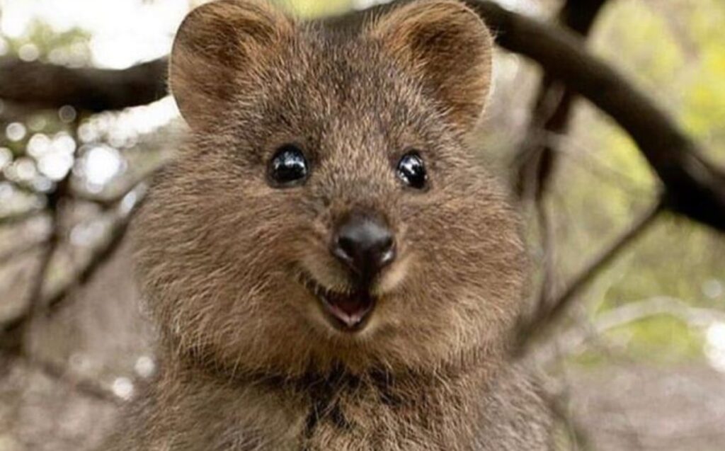 Quokka: Así es el animal más feliz del mundo que conquista las redes con su sonrisa
