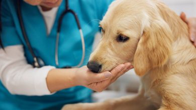 ¿Tienes lomito o michi? Así funciona la nueva línea Mascotas del Ahorro con atención gratuita