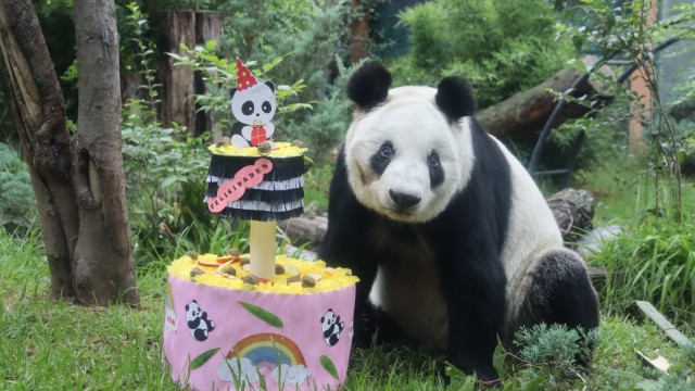 Xin Xin, última panda gigante de América Latina, celebra su cumpleaños 35 en Chapultepec