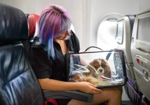 viajar perro en avion