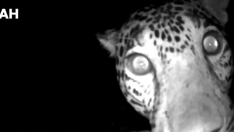 Aparecen jaguares en Chichén Itzá: Felinos sagrados regresan a la antigua ciudad maya