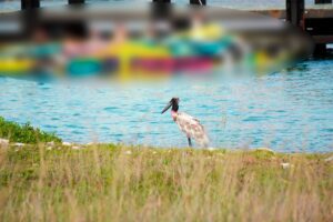 Registra por primera vez en Cozumel a la Cigüeña Jabirú, especie en peligro de extinción